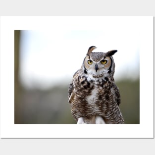 Windy Great Horned Owl Posters and Art